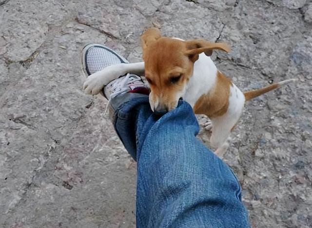 狗狗为什么喜欢咬我脚