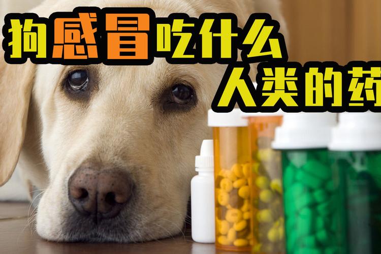 成犬金毛感冒吃什么药