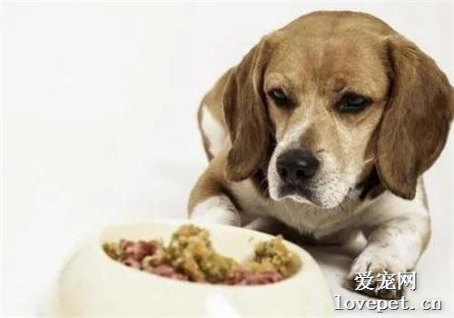小狗吐胆汁吃什么药