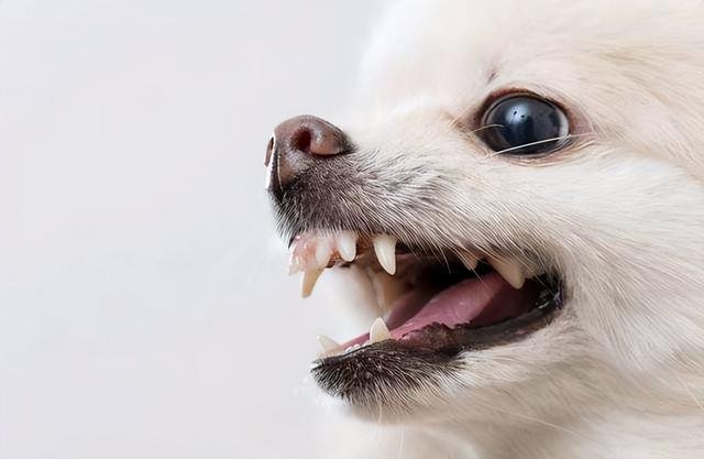 狗狗吃什么可以变凶狠