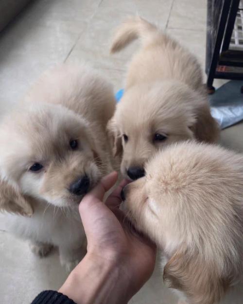 金毛幼犬还能吃什么