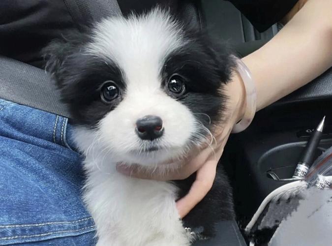 边牧幼犬怎么养