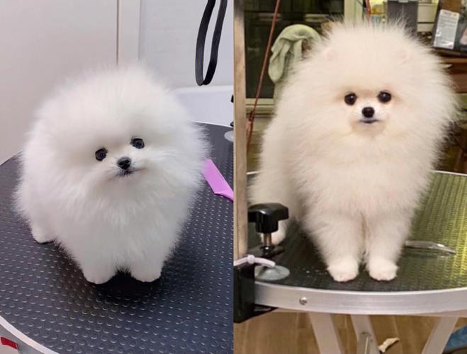 博美狗什么颜色好看