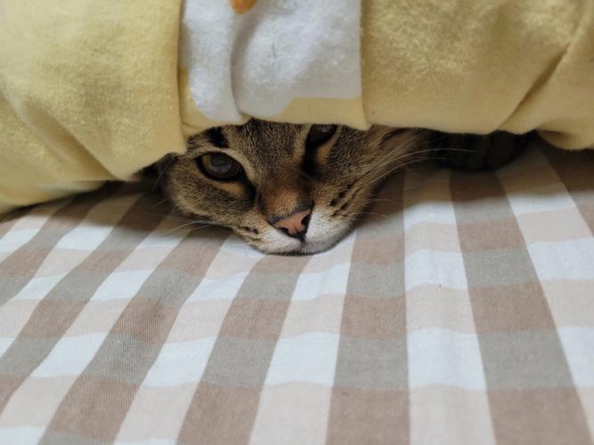 猫咪为什么喜欢钻被窝