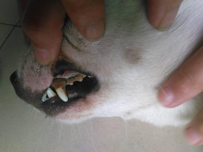 狗狗为什么要拔尖牙
