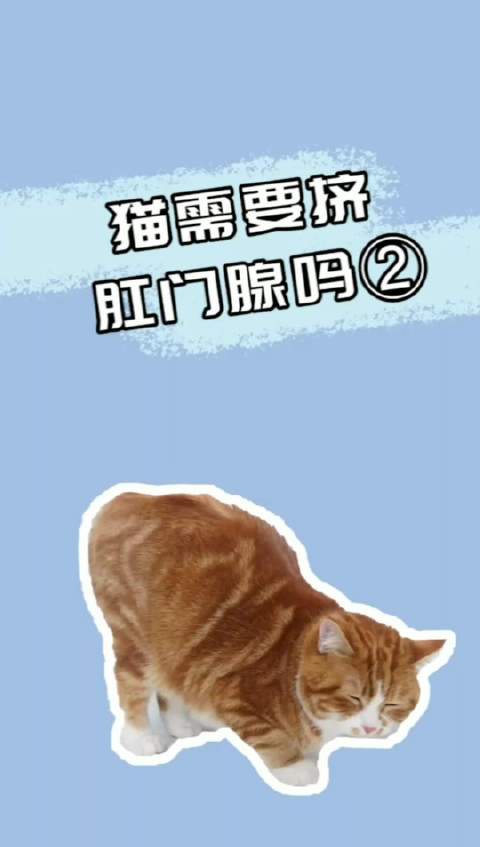怎么帮猫咪清理肛门腺