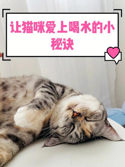用什么给猫咪喂水