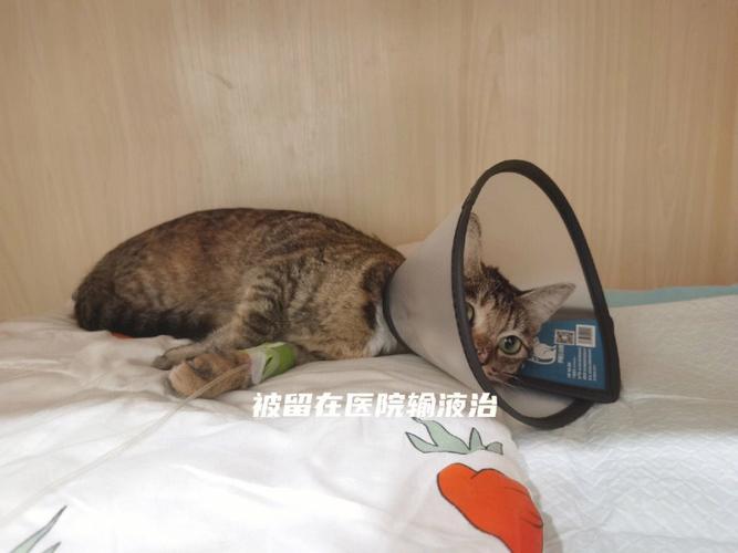 猫咪肠胃炎了怎么办