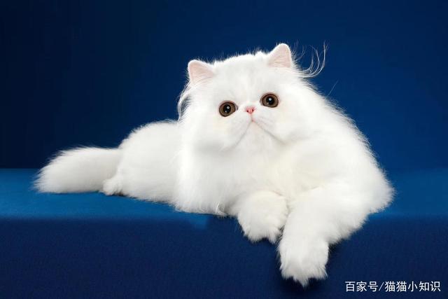 养什么猫咪好养