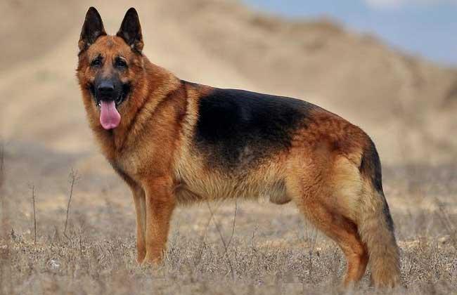 德国牧羊犬幼犬怎么喂养