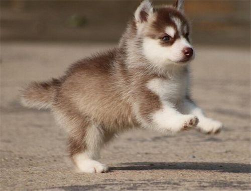 买哈士奇幼犬要注意什么好