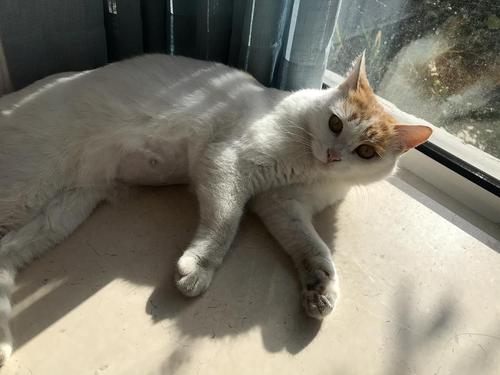 母猫转移了一只小猫怎么办