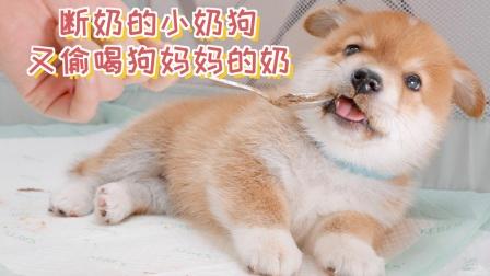 刚断奶的小狗喝什么奶