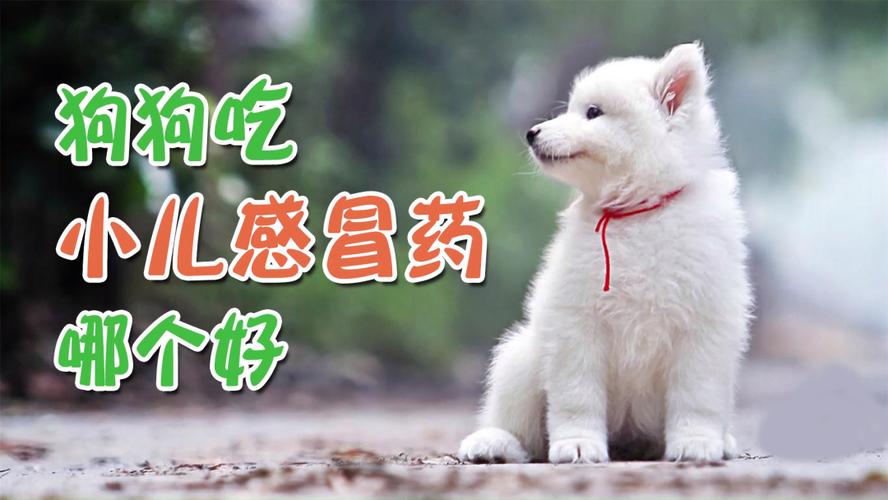 小狗狗感冒喂什么药