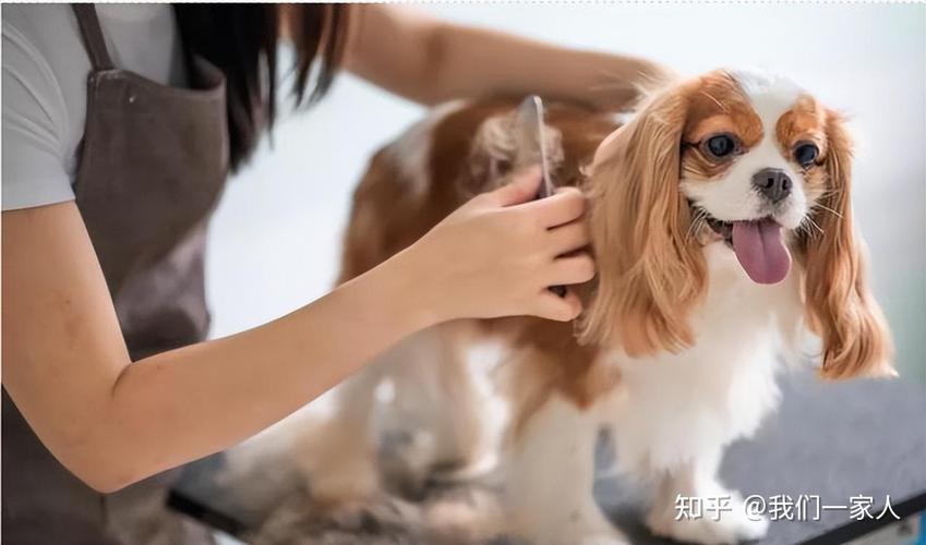 样狗狗怎么去味