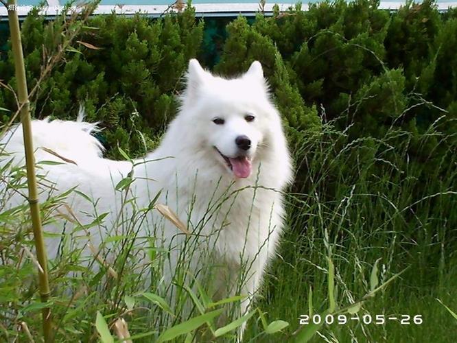 萨摩什么样的比例好