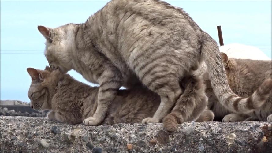 猫咪准备配种吃什么