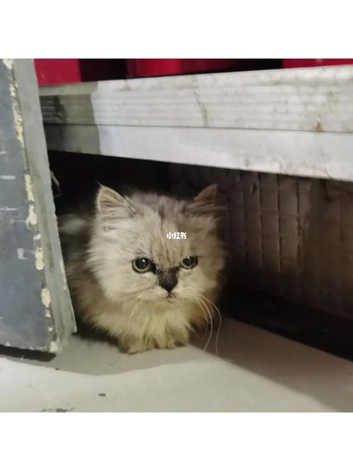 猫咪楼道丢失了怎么办