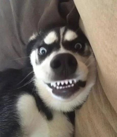 金毛为什么对狗很凶