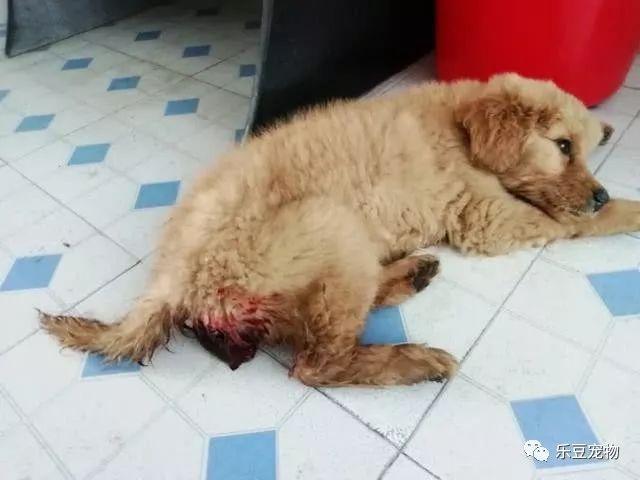 金毛屁股有血怎么回事