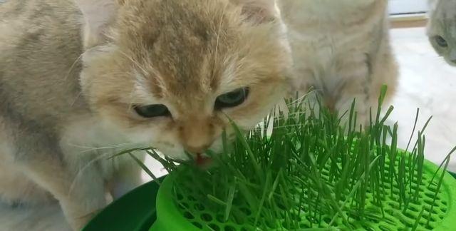 猫咪猫草片吃多了怎么办