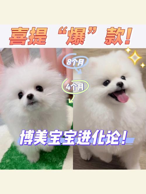 博美换毛吃什么