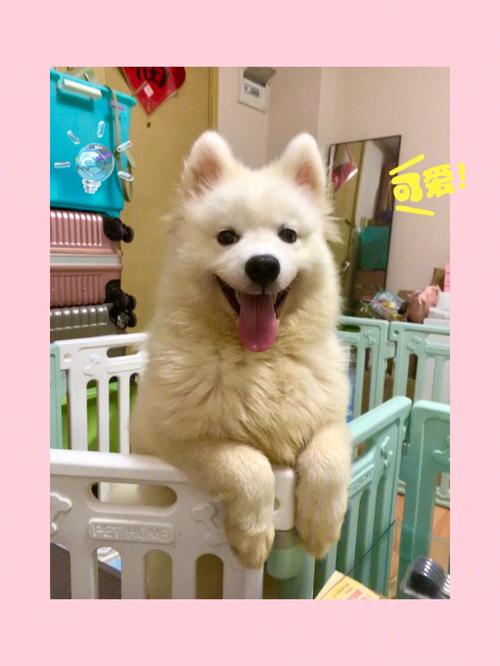 萨摩太调皮了怎么办