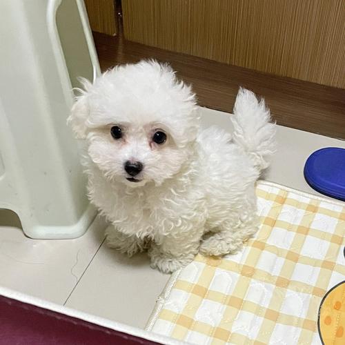 三个月比熊狗狗吃什么