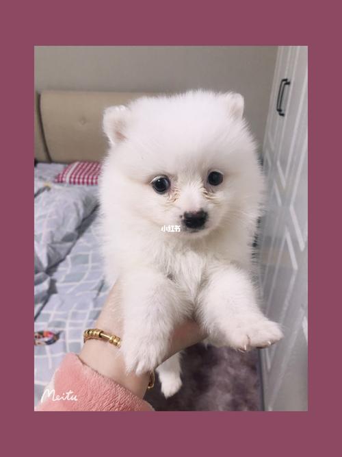 两个月博美每天吃什么药
