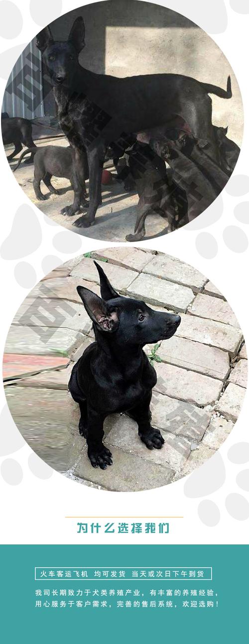 怎么分辨黑狼犬幼犬