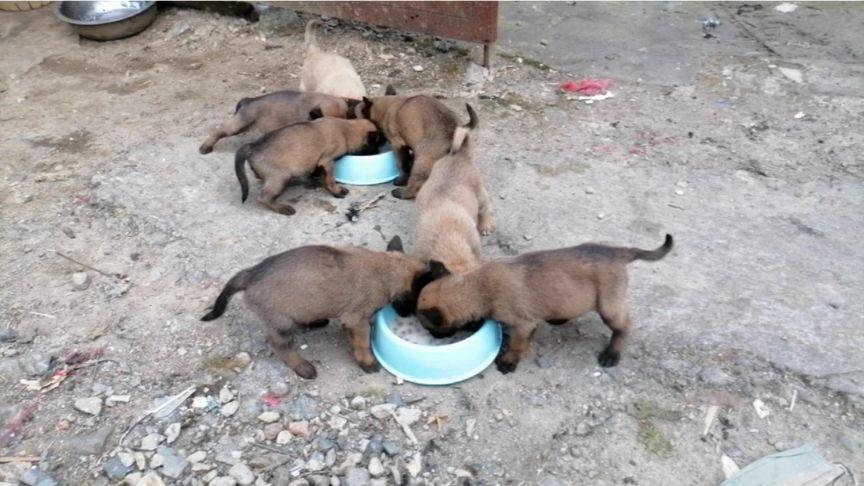 小马犬吃什么狗粮好呢