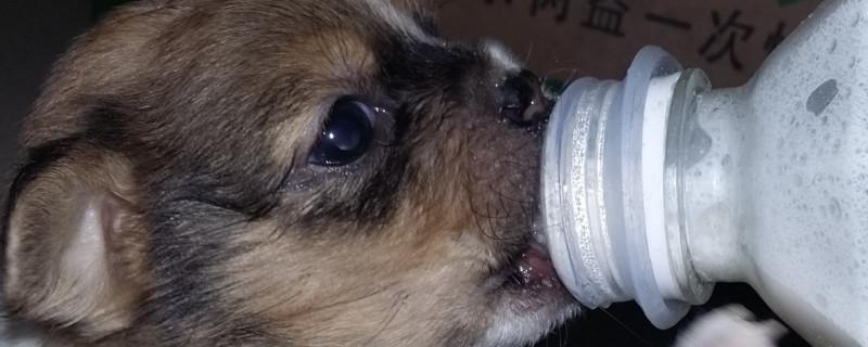 狗狗奶涨吃什么回奶