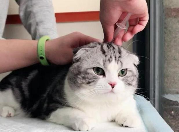 猫咪为什么打防疫针