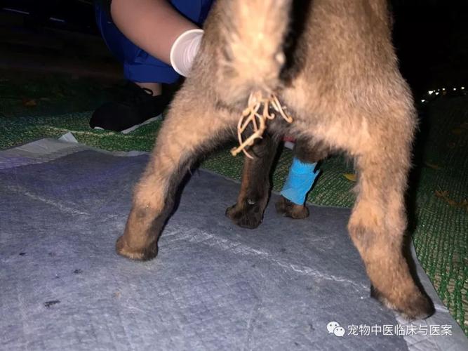 狗狗细小病毒是什么