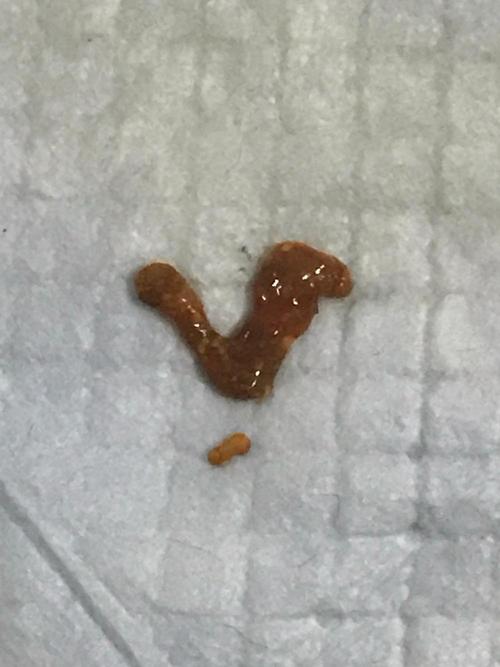 宠物狗拉血怎么治疗