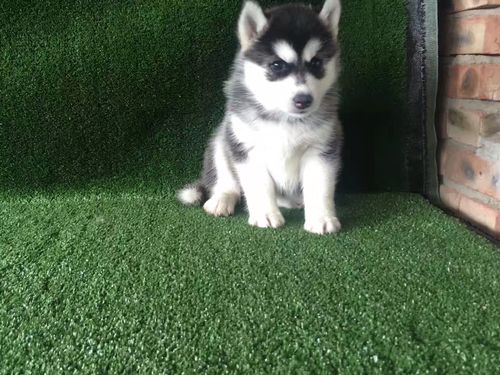 2月哈士奇幼犬怎么喂养