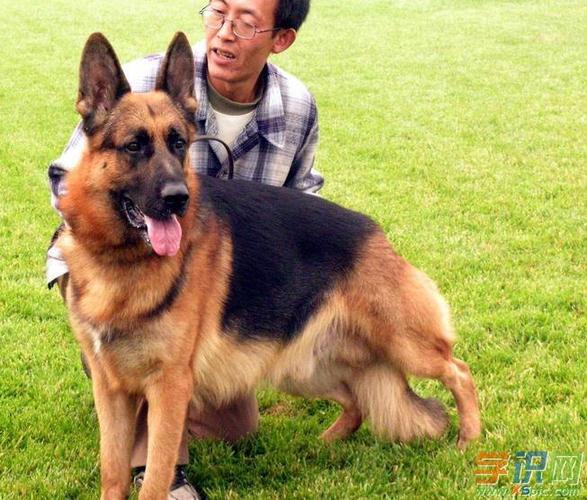 成年德牧吃什么