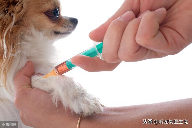 狗狗测抗体是什么项目