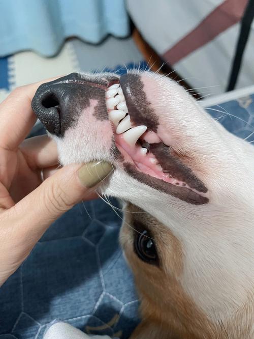 小狗磨牙怎么办