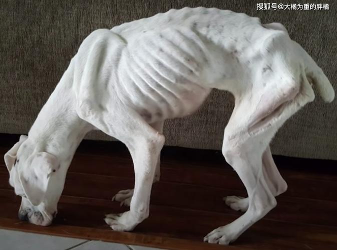 小狗什么都不吃很瘦