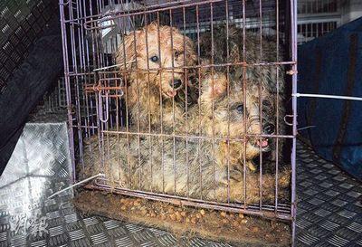 幼犬死了狗场怎么处理