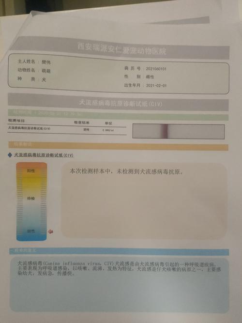 狗狗细小查什么