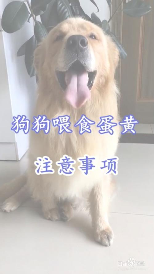 小狗什么时候加蛋黄
