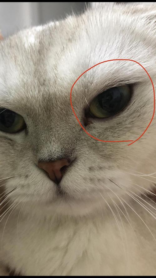 猫咪眼睛为什么瞎掉