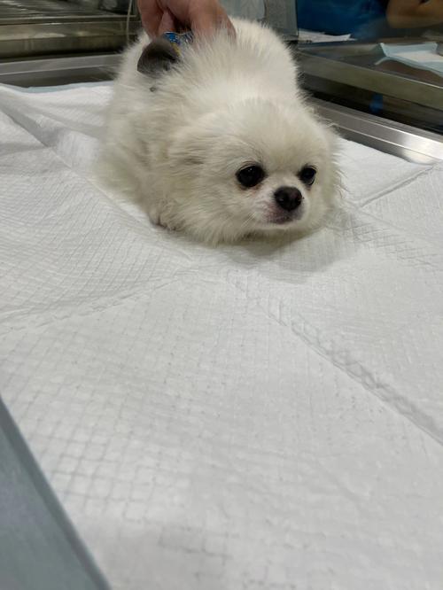 博美吃了纸壳怎么办