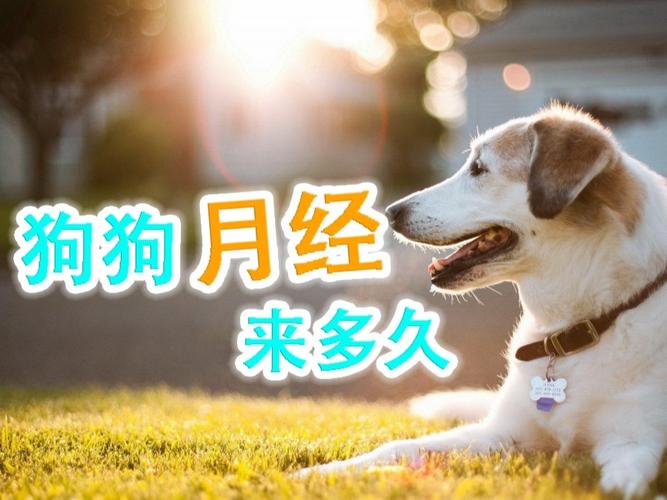 狗狗一直来月经怎么办