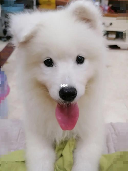 萨摩第二针什么时间打