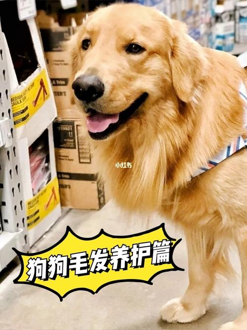 狗狗毛不旺盛怎么办