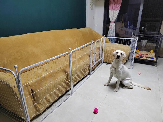 怎么防止狗狗进卧室
