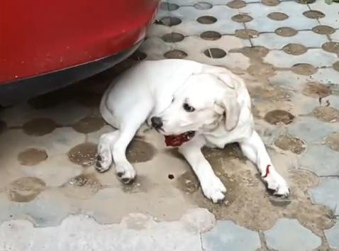 狗狗的头摔了后有什么症状
